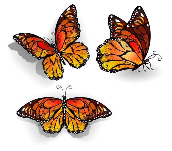 Conjunto Mariposas Monarca Anaranjadas Realistas Aisladas Sobre Fondo Blanco Monarca — Vector de stock