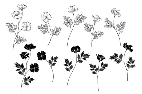 Conjunto Monochome Preto Branco Flores California Poppy Fundo Isolado Vetores De Stock Royalty-Free