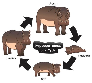 Hippopotam Yaşam Döngüsü Bilgisel Diyagram biyoloji eğitimi için yeni doğmuş yavru yavru ve yetişkin su aygırları dahil olmak üzere farklı aşamaları ve gelişim aşamalarını gösterir