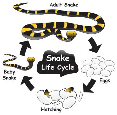 Snake Life Cycle Infographic Diyagramı, biyoloji eğitim vektörü için yumurtadan çıkan bebek ve yetişkin yılan dahil olmak üzere farklı aşamaları ve gelişim aşamalarını göstermektedir.