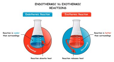 Endothermic Vs Exothermic Reactions Infographic Diagram showing a comparison between them and major differences of absorbing and releasing heat for chemistry science education vector clipart