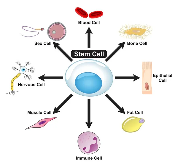 Stammzelldiagramm Das Zeigt Wie Blutknochenepithelfett Umgewandelt Werden Kann Immunmuskel Nerven — Stockvektor