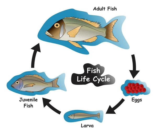 鱼类生命周期资讯图显示不同阶段及发育阶段 包括产卵幼虫幼鱼及成年鱼的生物科学教育载体 — 图库矢量图片