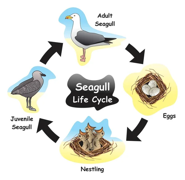 Seagull Life Cycle Infographic Diagram แสดงข นตอนและข นตอนการพ ฒนาท แตกต — ภาพเวกเตอร์สต็อก