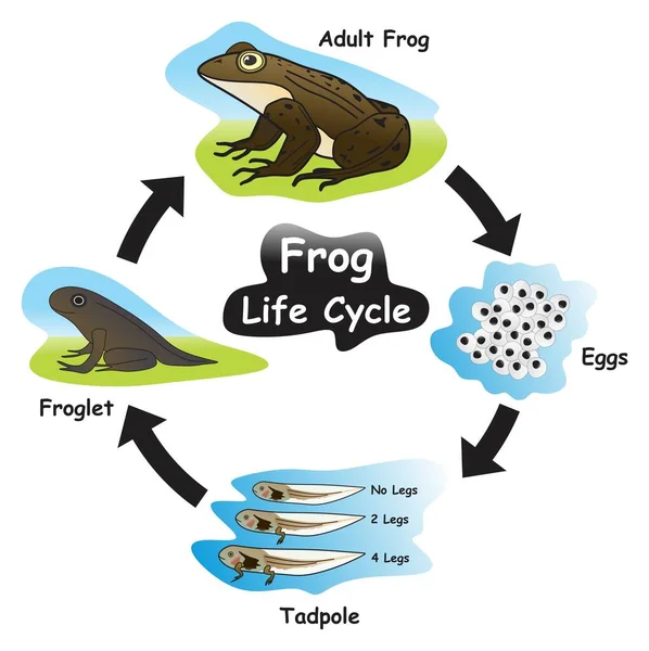 Diagrama Infográfico Del Ciclo Vida Rana Mostrando Diferentes Fases Etapas — Vector de stock