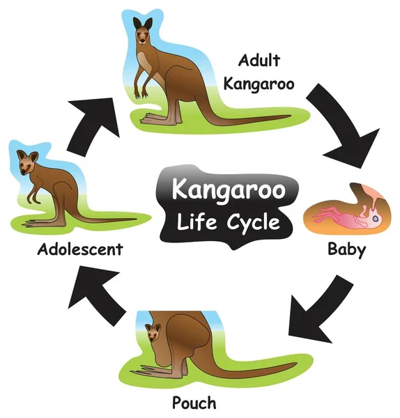 Kangaroo Life Cycle Infographic Diagram Met Verschillende Fasen Ontwikkelingsstadia Waaronder — Stockvector