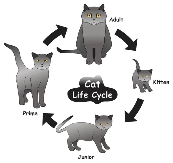 Diagrama Infografía Del Ciclo Vida Del Gato Mostrando Diferentes Fases — Archivo Imágenes Vectoriales