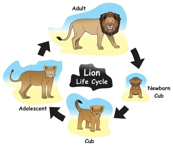 Lion Life Cycle Infografisches Diagramm Das Verschiedene Phasen Und Entwicklungsphasen — Stockvektor
