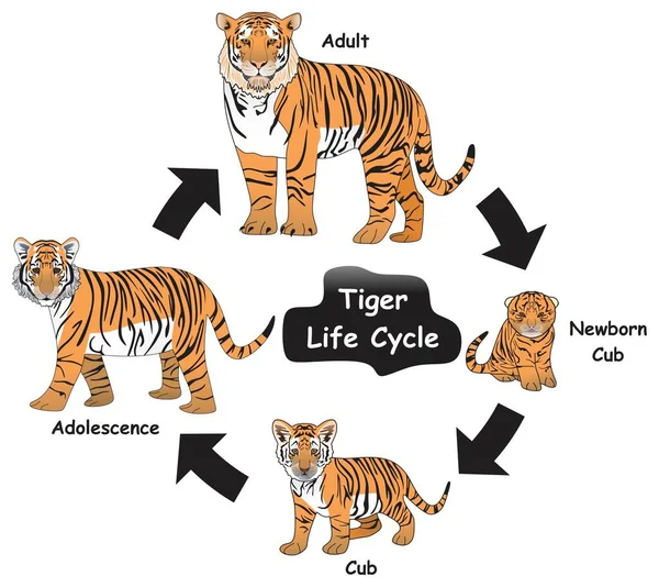 Инфографическая Диаграмма Жизненного Цикла Тигра Показывающая Различные Фазы Стадии Развития — стоковый вектор