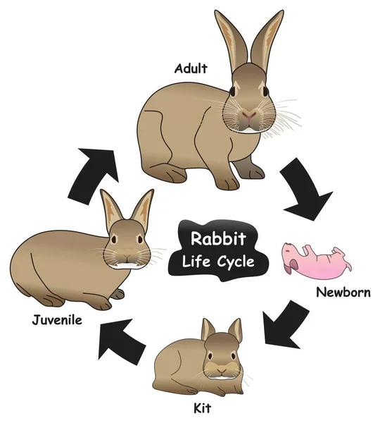 Rabbit Life Cycle Infographic Diagram Showing Different Phases Development Stages — Stock Vector