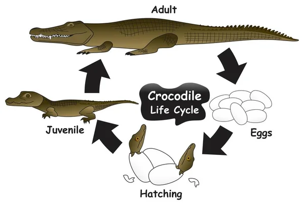 Krokodil Életciklus Infografikai Ábra Amely Különböző Fázisokat Fejlődési Szakaszokat Mutat — Stock Vector