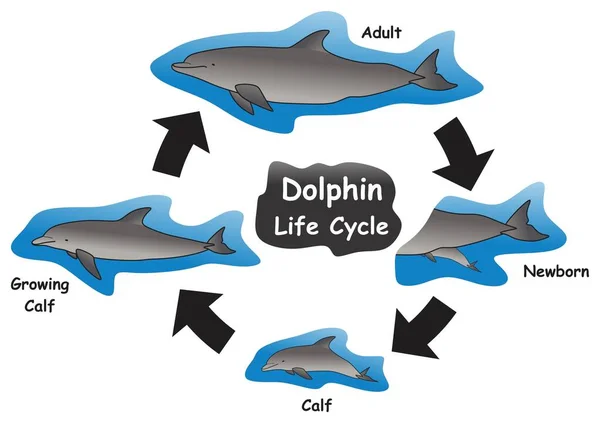 Dolphin Life Cycle Infographic Diagram Showing Different Phases Development Stages — Stock Vector