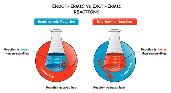 Endotherme Exotherme Reacties Infographic Diagram Toont Een Vergelijking Tussen Hen — Stockvector
