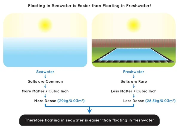 在海水中漂流比在淡水信息图上漂流更容易 物理科学教育矢量中每立方英寸分子密度或粒子密度的盐分物质比较 — 图库矢量图片