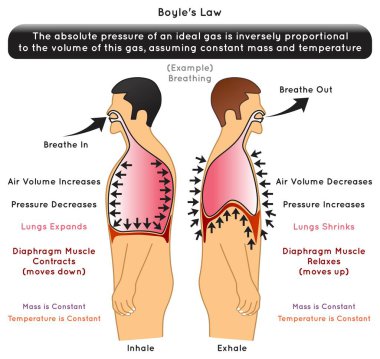 Boyle Law Infographic Diyagram örnek olarak solunum solunumu hava hacmi basıncı akciğer genişlemesi diyafram kas kasılması gevşemesi kütle sıcaklığı sabit fizik eğitim vektörü 