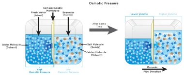 Osmotic Pressure Infographic Diyagramına göre deniz suyundan ayrılan tatlı su konteynır çözeltisi çözeltisi çözeltisinin çözünürlüğü osmoz akış yönü fizik eğitim vektörü tarafından yarı geçirgendir.