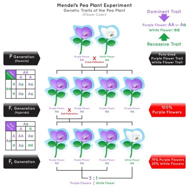 Flower Color Genetik Özellikli Bezelye Bitkisi Mendel Deney İnfografik Diyagramı çapraz tozlaşma saf nesil melez baskın mor çekinik beyaz biyoloji bilim eğitim vektörü