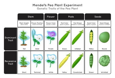 Genetik Özellik Bezelye Bitkisi Mendel Deney Difografik Diyagram kök boy çiçek konumu renk tohumu şekil ve renk baskın veya çekinik özellikler kavramı biyoloji bilim eğitim vektörü 