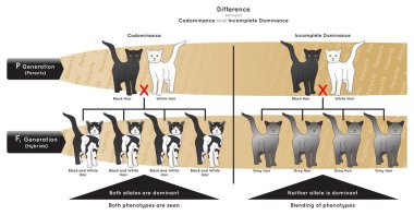 Difference between Codominance and Incomplete Dominance Infographic Diagram example black white cat allele dominant phenotype blending parent hybrid gametes heredity genetic science education vector clipart