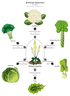 Yapay Seçim Bilgileri Diyagramı örnek olarak brassica oleracea insan arzulanan cins kökü tomurcuk çiçeği karnabahar lahana brokohlrabi genetik eğitim vektörü olsun