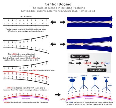 Merkezi Dogma Moleküler Biyoloji Bilgi Diagramı protein DNA molekülü mRNA genetik kod yüzey ribozom tRNA transkripsiyon çeviri süreci bilim eğitim vektörü