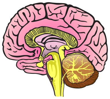 İnsan Beyni Anatomisi Sagittal Bölümü Infographic Diyagram Kısmi Merkezi Sinir Sistemi Beyincik Beyinciği Talamus Hipofiz Bezi Nöroloji Fizyoloji Bilimi Eğitim Vektörü