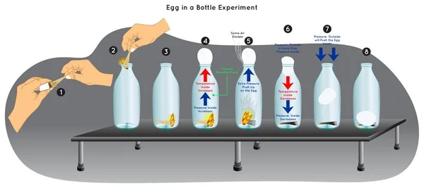 Jajo Butelce Eksperyment Infografika Diagram Jajko Wciśnięte Środka Powodu Różnicy — Wektor stockowy