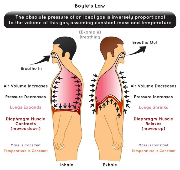 Boyle Ley Infografía Diagrama Ejemplo Respiración Inhalación Exhalación Aire Volumen — Vector de stock