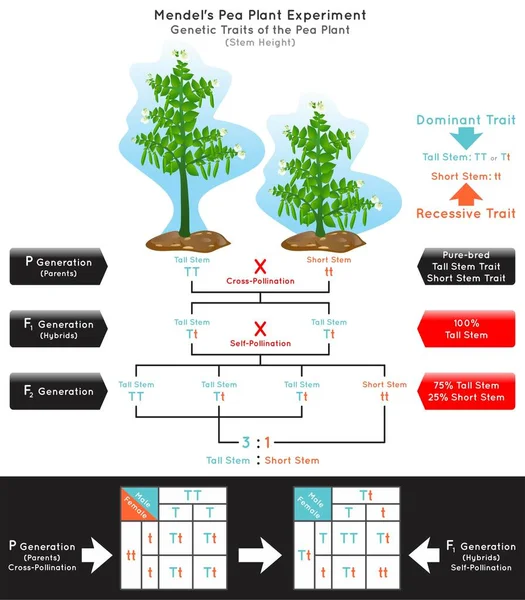 Stem Height Genetic Trait Pea Plant Mendel Experiment Infographic Diagram — Stock Vector