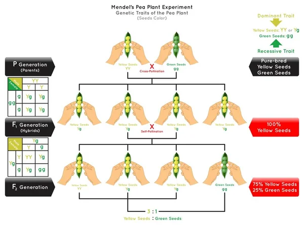 Semillas Color Genético Rasgo Guisante Planta Mendel Experimento Infografía Diagrama — Vector de stock