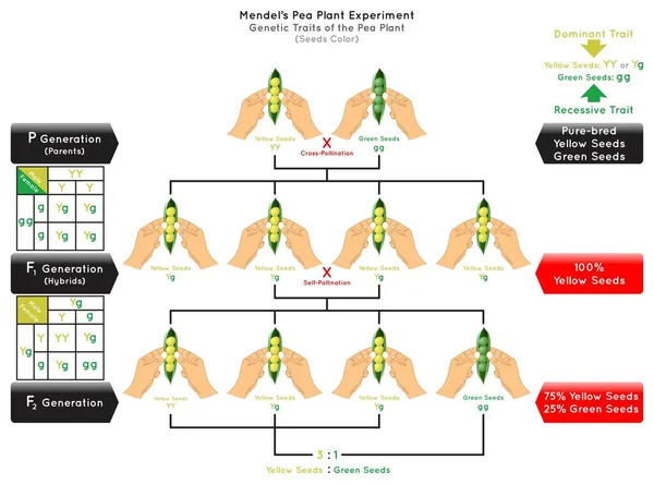 Semillas Color Genético Rasgo Guisante Planta Mendel Experimento Infografía Diagrama — Archivo Imágenes Vectoriales