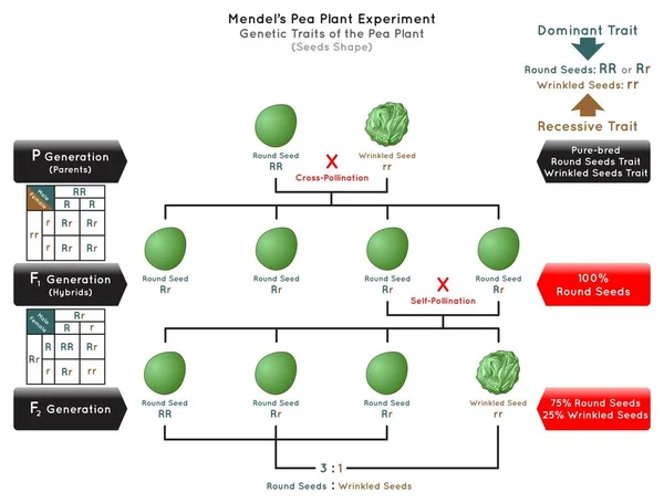 Semillas Forma Genética Rasgo Guisante Planta Mendel Experimento Infografía Diagrama — Archivo Imágenes Vectoriales