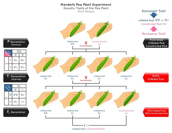Pod Shape Genetic Trait Plant Mendel Experiment Infographic Diagram Zapylanie — Wektor stockowy