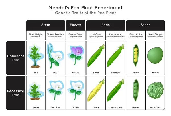 Genetischer Merkmal Erbse Pflanze Mendel Experiment Infografik Diagramm Höhe Blütenstand — Stockvektor