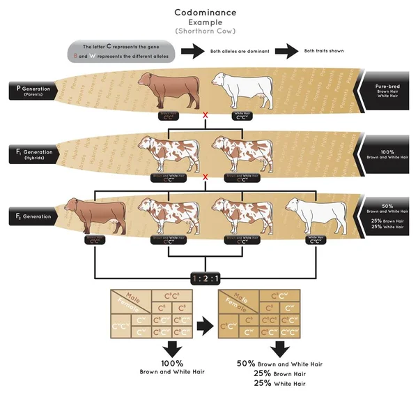 Codominancia Infografía Diagrama Ejemplo Vaca Espino Corto Representan Gen Diferente — Archivo Imágenes Vectoriales