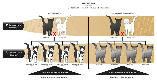 Diferencia Entre Codominancia Dominación Incompleta Infografía Ejemplo Diagrama Alelo Gato — Archivo Imágenes Vectoriales