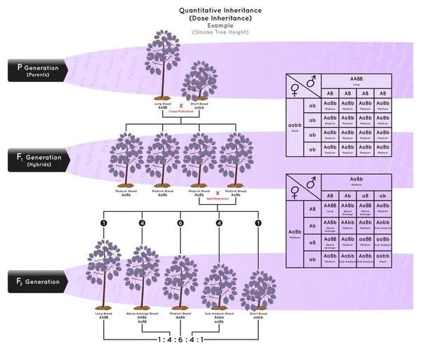 Herança Quantitativa Herança Dose Infográfico Exemplo Diagrama Altura Árvore Fumaça — Vetor de Stock