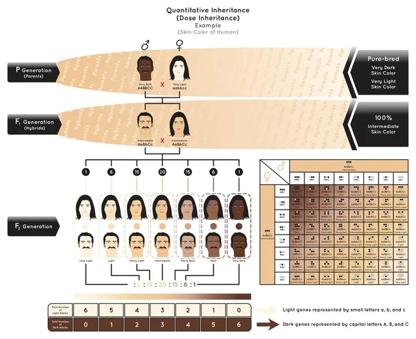 Quantitative Vererbung Infografik Diagramm Beispiel Menschliche Hautfarbe Großbuchstaben Gene Abc — Stockvektor