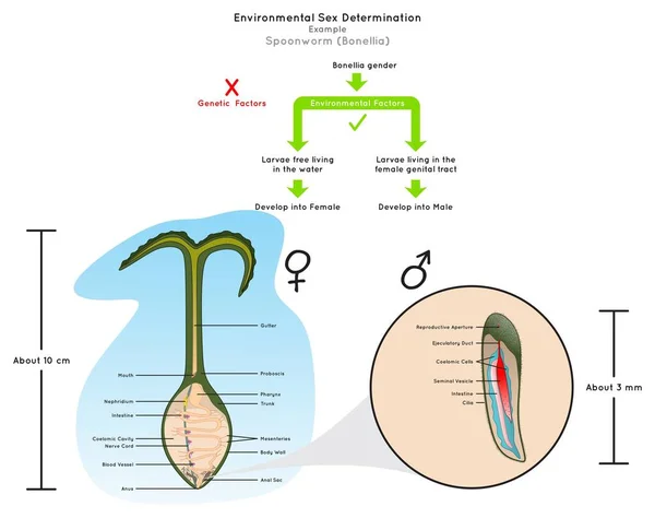 Ambiental Sexo Determinação Infográfico Diagrama Exemplo Verde Spoonworm Bonellia Larvas — Vetor de Stock