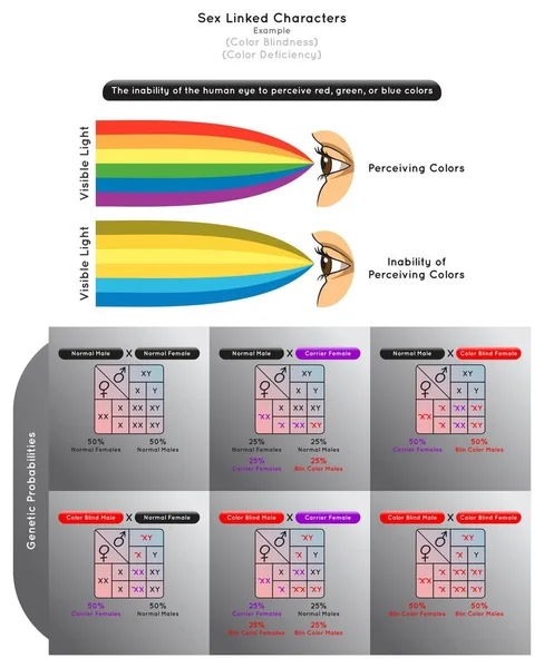 Sex Linked Characters Infographic Diagram Example Color Blindness Deficiency Normal — Stock Vector