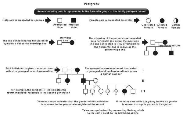 Pedigress Infographic Διάγραμμα Εξήγησε Απλή Διαδρομή Όλα Σημεία Και Σύμβολα — Διανυσματικό Αρχείο