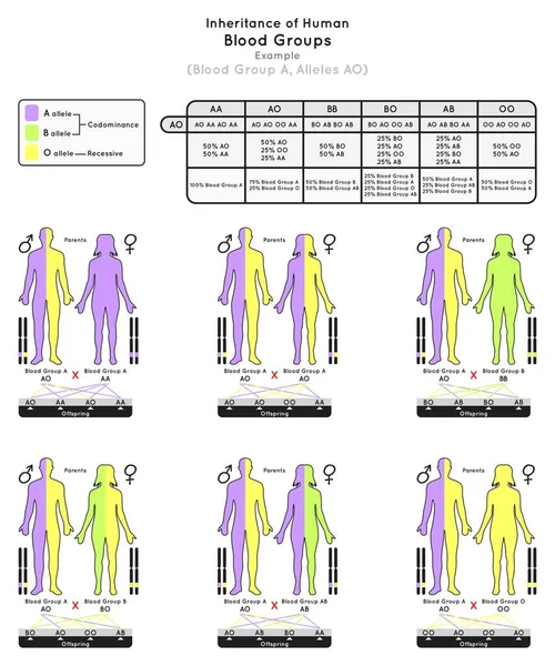 Vererbung Von Menschlichem Blut Gruppe Infografik Beispiel Allele Elternwahrscheinlichkeiten Nachkommen — Stockvektor
