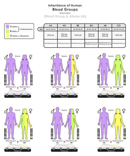 Vererbung Menschliches Blut Gruppe Infografik Beispiel Allele Elternwahrscheinlichkeiten Nachkommen Typ — Stockvektor