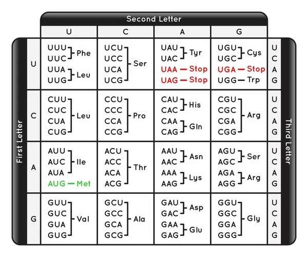 Tabla Codones Código Genético Secuencia Base Del Nucleótido Del Diagrama — Vector de stock