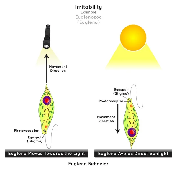 Euglenozoa中的易碎性信息图例优格莱娜向光的方向移动 但它避免了阳光直接刺激受体脉冲反应单细胞生物生物科学教育载体 — 图库矢量图片