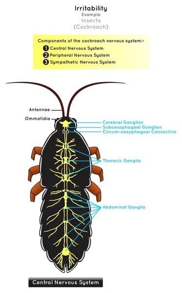 Ingerlékenység Rovarok Infographic Diagram Példa Csótány Komponensek Idegrendszer Központi Perifériás — Stock Vector