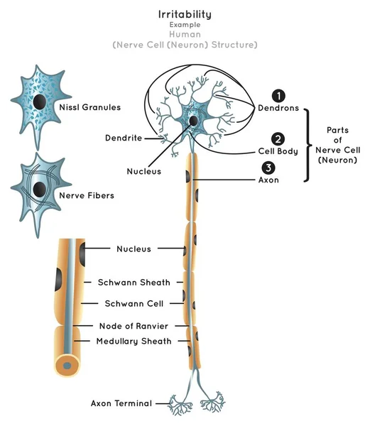 Irritabilidad Infografía Humana Diagrama Estructura Las Células Nerviosas Componente Neurona — Vector de stock