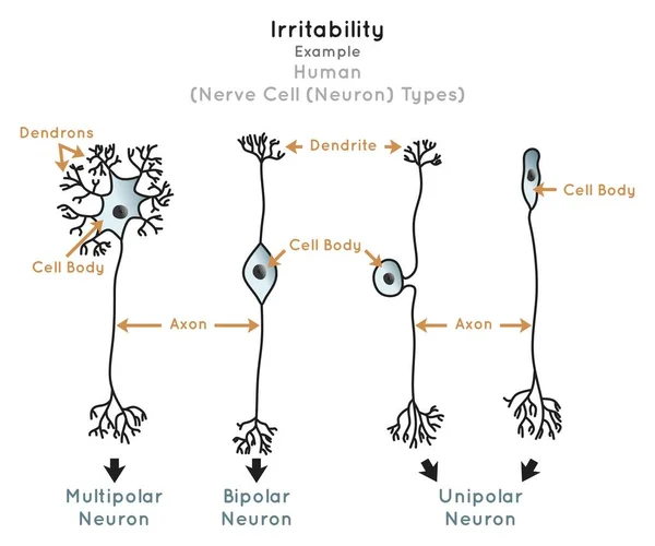 Irritabilité Dans Infographie Humaine Diagramme Types Cellules Nerveuses Composante Neuronale — Image vectorielle