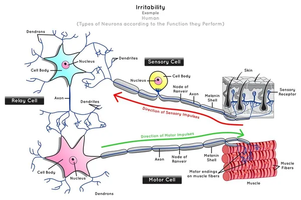 Irritabilitet Human Infographic Diagram Neuron Typer Funktion Sensorisk Relä Motoriska — Stock vektor