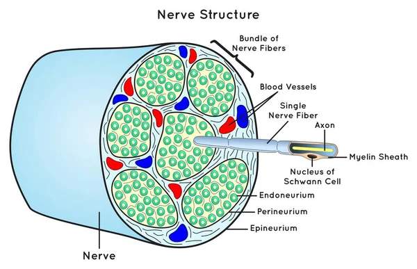 Nerv Struktur Scheme Infographic Diagram Delar Inklusive Bunt Enda Nervfiber — Stock vektor